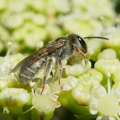 Vestitohalictus