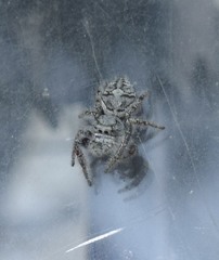 Phidippus putnami