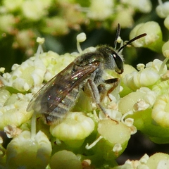Vestitohalictus