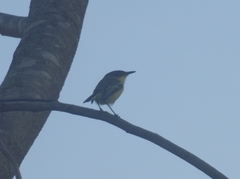 Todirostrum cinereum