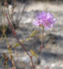Boerhavia purpurascens