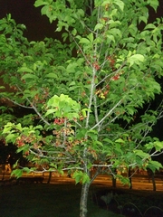 Prunus