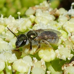 Vestitohalictus