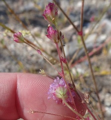 Boerhavia purpurascens