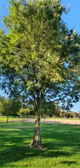 Celtis australis