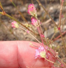 Boerhavia purpurascens