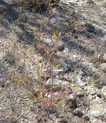 Boerhavia purpurascens