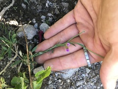 Boechera breweri