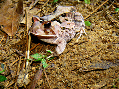 Proceratophrys cristiceps