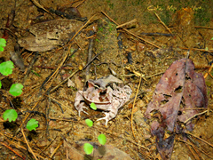 Proceratophrys cristiceps