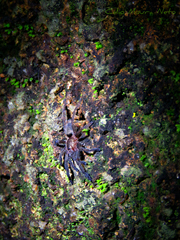 Dolichothele exilis