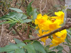 Tecoma stans