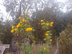 Tecoma stans