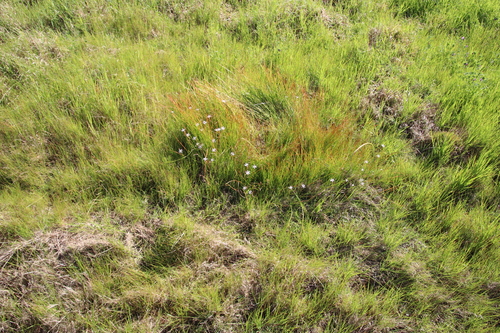 Trachyandra filiformis