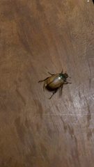 Paranomala testaceipennis