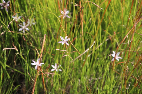 Trachyandra filiformis