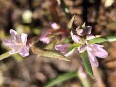 Polygonum spergulariiforme