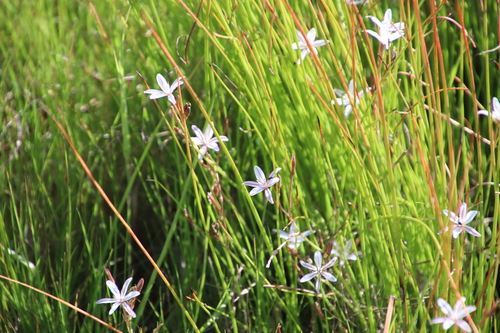 Trachyandra filiformis