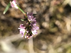 Polygonum spergulariiforme