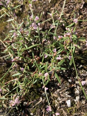 Polygonum spergulariiforme