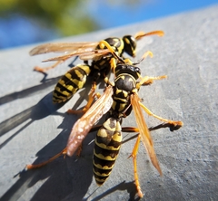 Polistes dominula