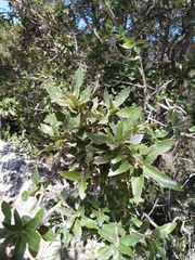 Quercus flocculenta