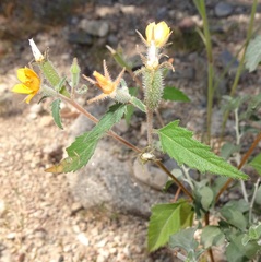 Mentzelia asperula
