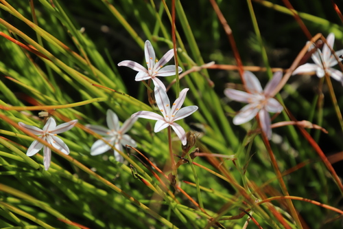 Image of Trachyandra filiformis by (c) Tony Rebelo, some rights reserved (CC BY-SA)