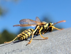 Polistes dominula