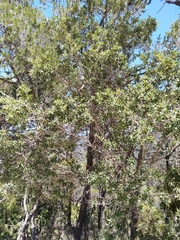 Quercus flocculenta