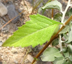 Mentzelia asperula