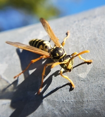 Polistes dominula