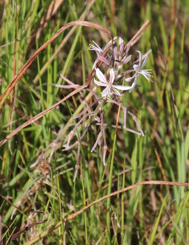 Image of Trachyandra filiformis by (c) Tony Rebelo, some rights reserved (CC BY-SA)