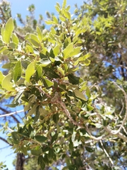 Quercus flocculenta