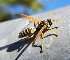 Polistes dominula