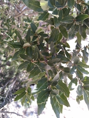 Quercus flocculenta
