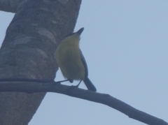 Todirostrum cinereum