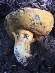 Butyriboletus primiregius