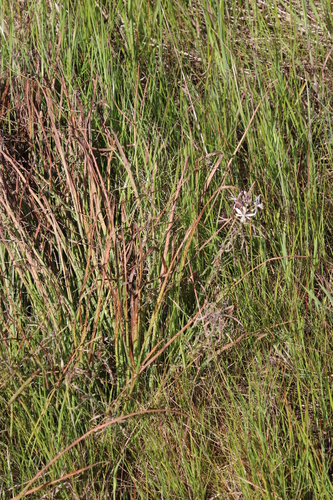 Trachyandra filiformis