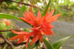 Scaphyglottis imbricata