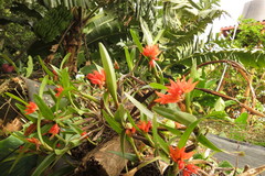 Scaphyglottis imbricata