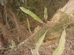 Polypodiopsida