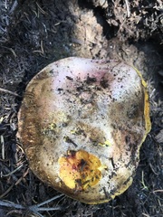 Butyriboletus primiregius