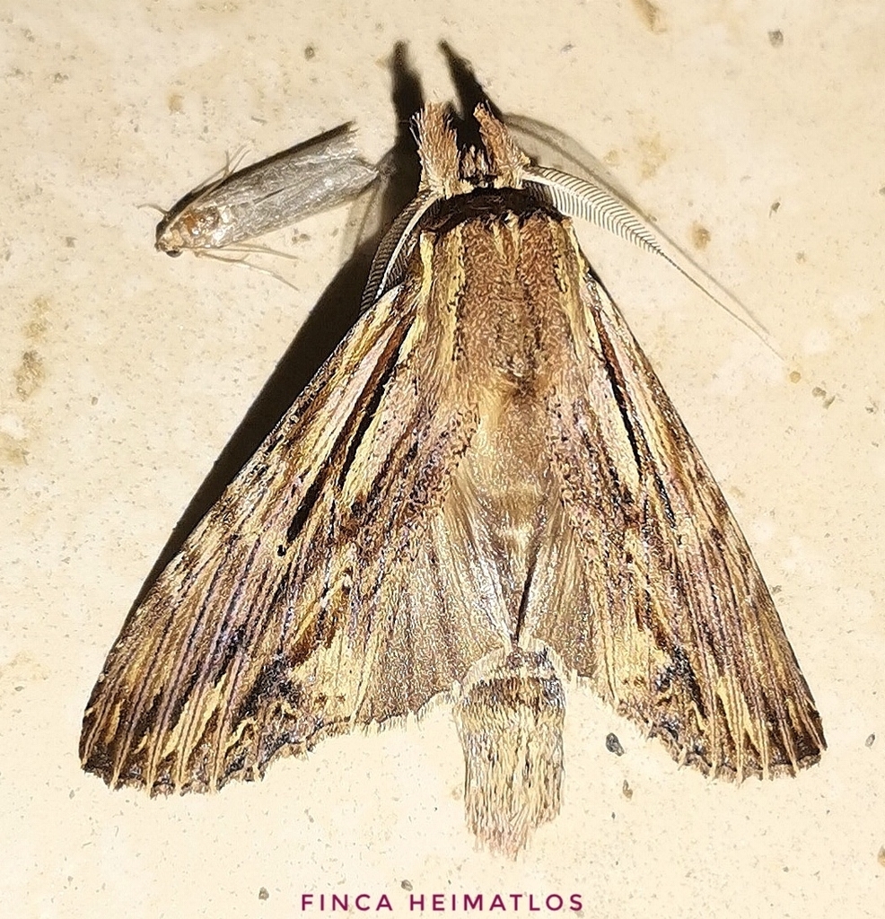 Xylodonta andrewrusselli