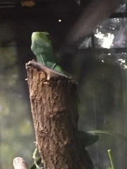 Brachylophus bulabula