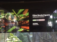 Brachylophus bulabula