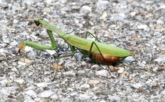 Mantis religiosa religiosa