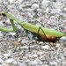 Mantis religiosa religiosa - Photo (c) hobiecat, some rights reserved (CC BY-NC), uploaded by hobiecat