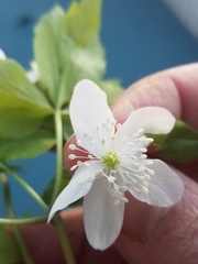 Anemonoides quinquefolia
