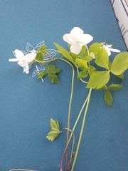 Anemonoides quinquefolia